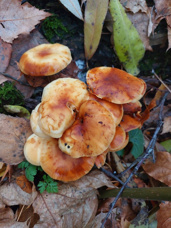 ��������� (������ �����). ��������� ��������� ����. ������ ����������� ��� �������� ��������.