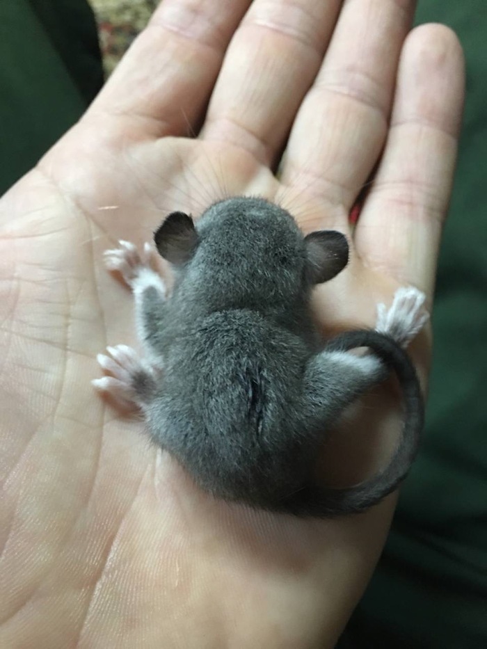 На спинке ещё мокрый след от кошачьего языка