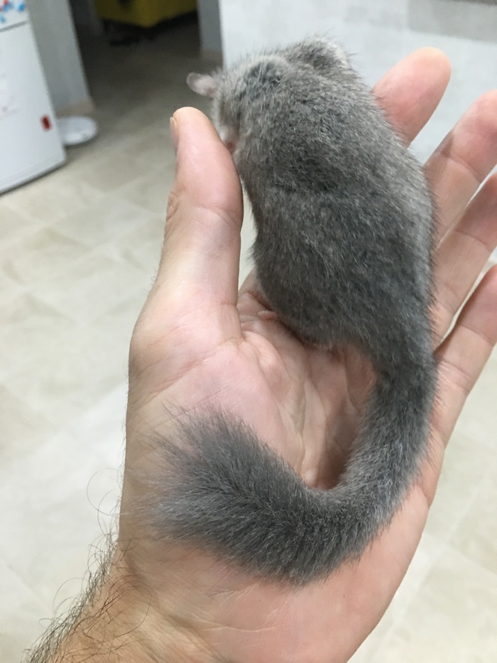 Распушил хвост к зиме