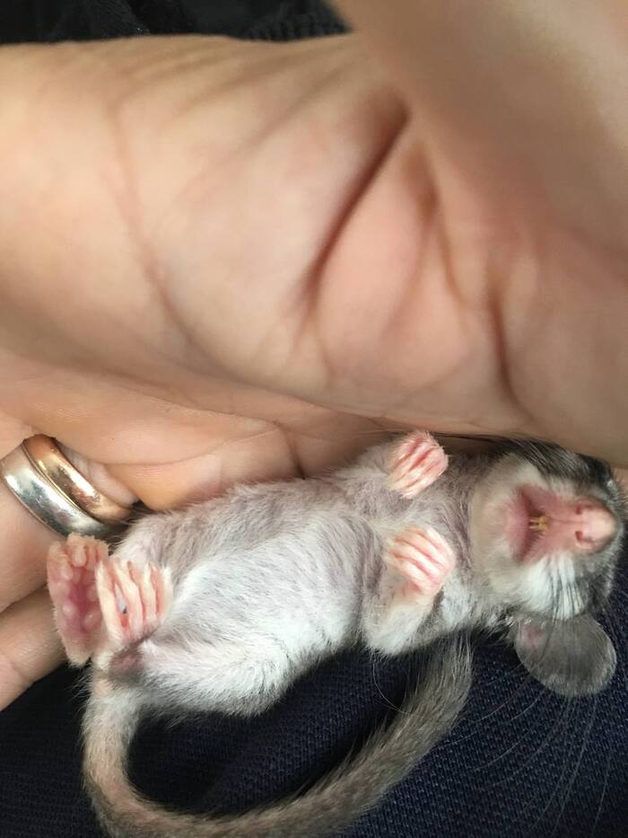 Наелся персиков и спит))