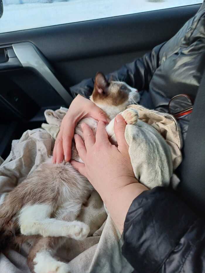 Continuation of the post Survivors. (Cats and cats rescued in the city of Krasnoyarsk) - My, cat, Krasnoyarsk, Animal shelter, Kindness, Animal Rescue, Survivor, Indifference, Together, Video, Longpost, A wave of posts, Reply to post