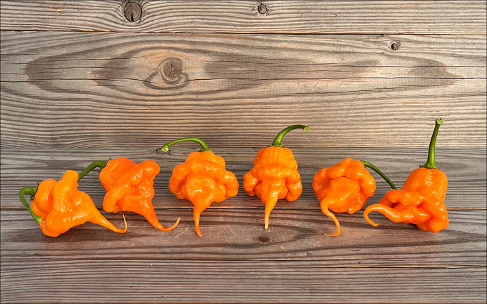 Orange Ripple - My, Hot peppers, Gardening