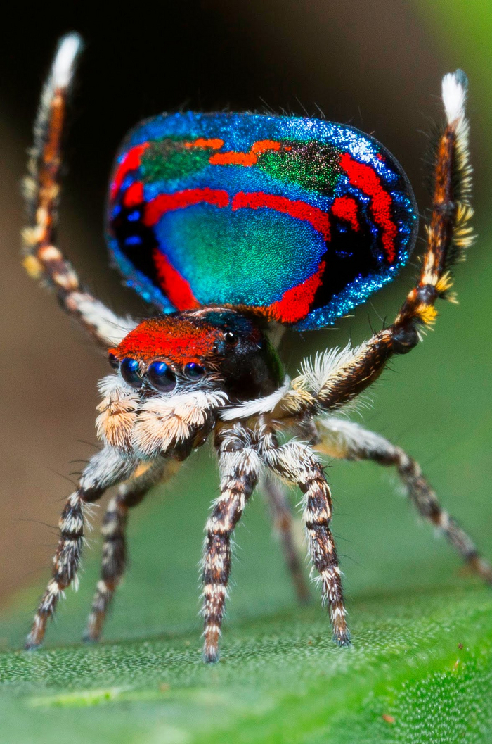 Nice ass, bro!# 46 - My, Spider, Jumping spider, Peacock Spider