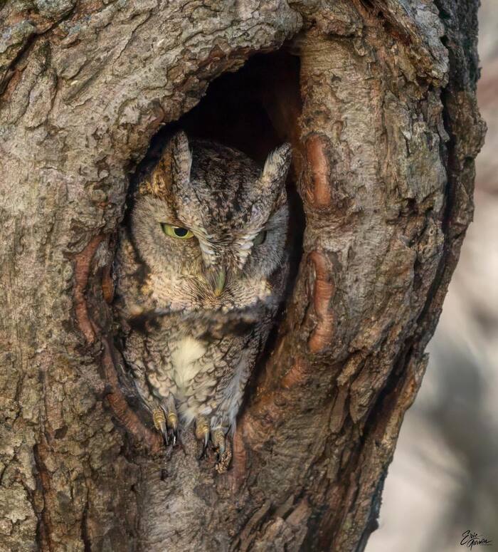 North American Owl - Scoop, Owl, Birds, Predator birds, Wild animals, wildlife, North America, The photo