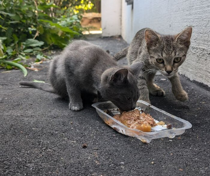 Brothers-cats Leo and Thomas are looking for a loving family - My, Animal Rescue, Pick-up headphones, Kittens, In good hands, Moscow, Moscow region, River Station, Video, Vertical video, Longpost, cat