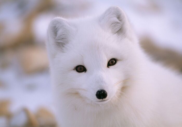 Arctic fox - Arctic fox, Fox, Canines, Predatory animals, Wild animals, wildlife, The photo