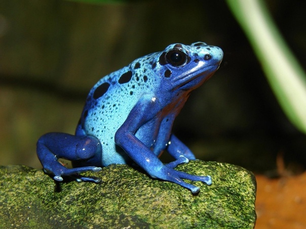 ������� - ��������