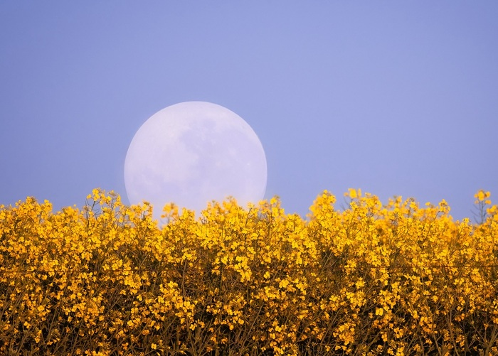 Moon over a rapeseed field - Colza, Cabbage, Plants, moon, Full moon, South Africa, The photo