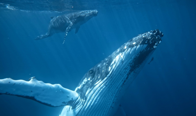 ������ ������� ������������� ������� ������� � ��� ���� �������� �������