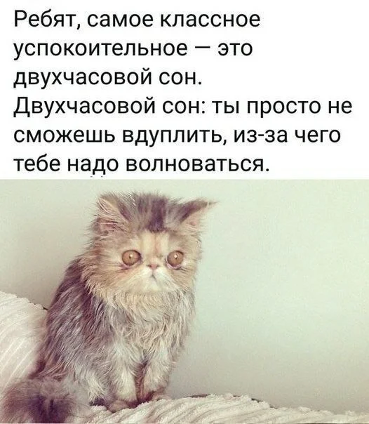 The coolest thing - Picture with text, Memes, Психолог, Sad humor, Psychology, Humor, Age, Internal dialogue, Vital, cat, Fatigue, Telegram (link)