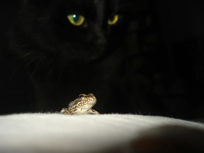 Vasya and the former tadpole - My, cat, Frogs