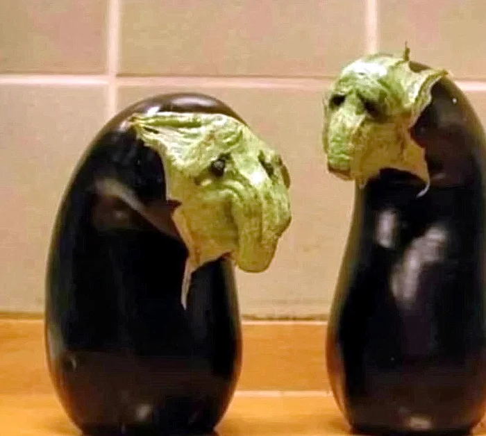 They became despondent - Eggplant, Despondency, The photo