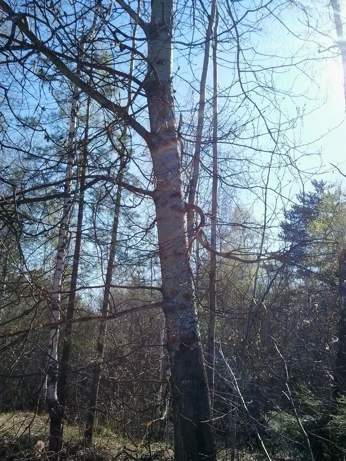 April. Wild forest - My, The photo, Forest, wildlife, The nature of Russia