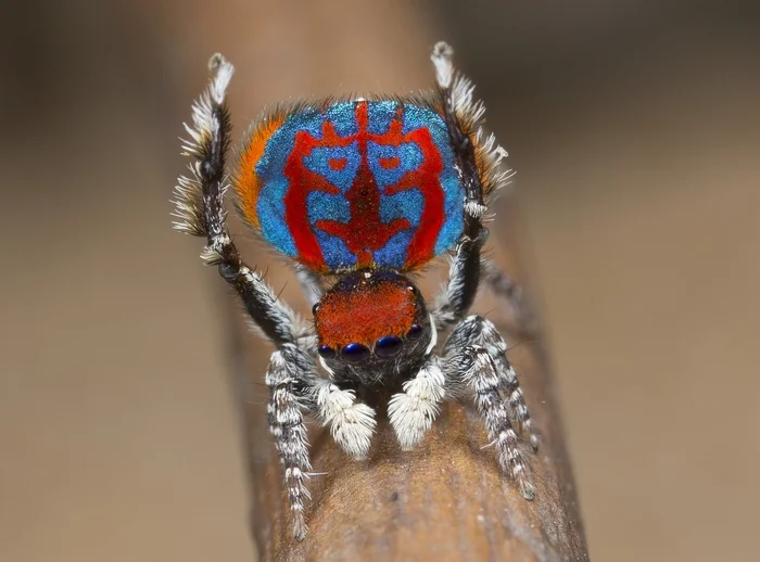 Nice ass, bro! #47 - My, Spider, Jumping spider, Peacock Spider