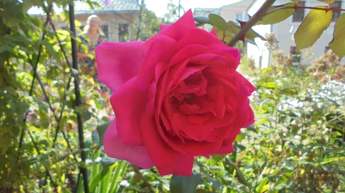 Queen of flowers - My, Summer, Flowers, the Rose, Heat, Beautiful view