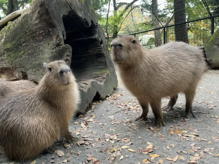 Smileys - Capybara, Rodents, Wild animals, Zoo