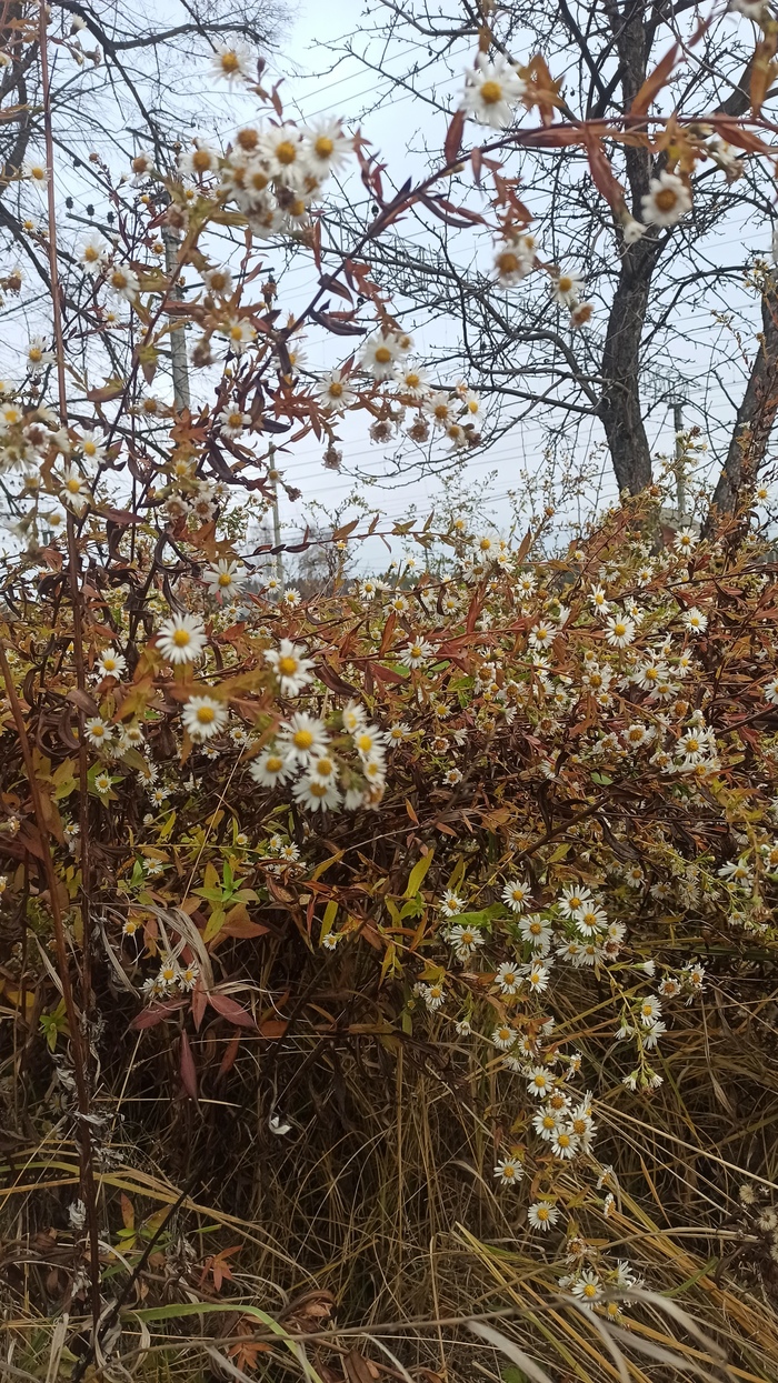 Осенние ромашки