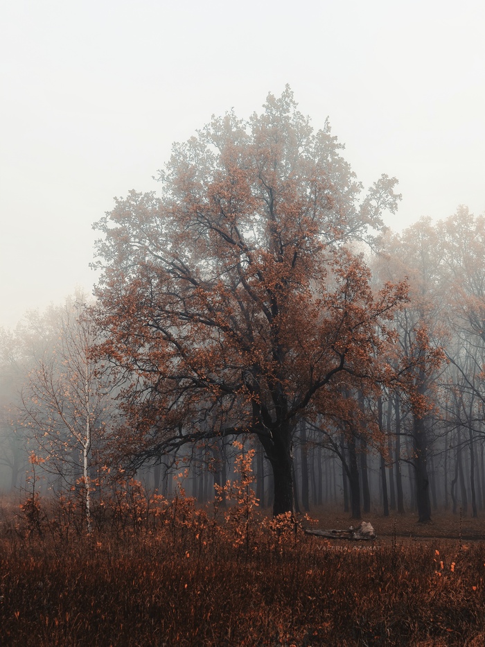 Fog - My, Fog, Autumn, Autumn leaves, Dew, Forest, Walk in the woods, City walk, Landscape, Mobile photography, The photo, Photographer, iPhone, Beautiful view, Nature, Longpost