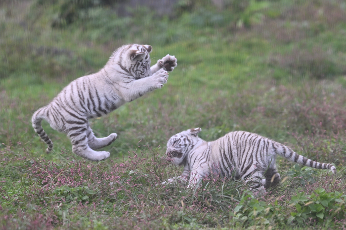 Who is the strongest? - Wild animals, Zoo, Predatory animals, Cat family, Big cats, Tiger, Tiger cubs, White tiger, Bengal tiger, Animal games, Young