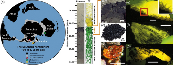В Антарктиде впервые обнаружен янтарь - Антарктида, Палеонтология, Геологи, Наука, Янтарь, Лес, Ученые, ВКонтакте (ссылка)