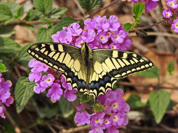 Swallowtail - My, The photo, Butterfly, Swallowtail, Macro photography