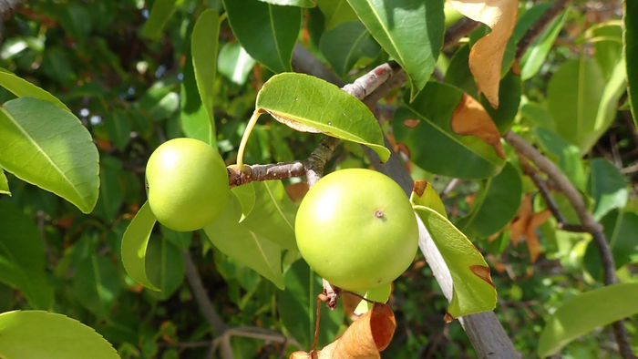 Свежий, зелёный, сочный. Так и хочется откусить кусочек