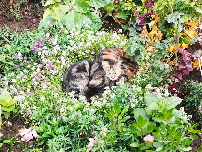 November cats - My, cat, Milota, Heat, November, Flowers, Flower bed, The photo