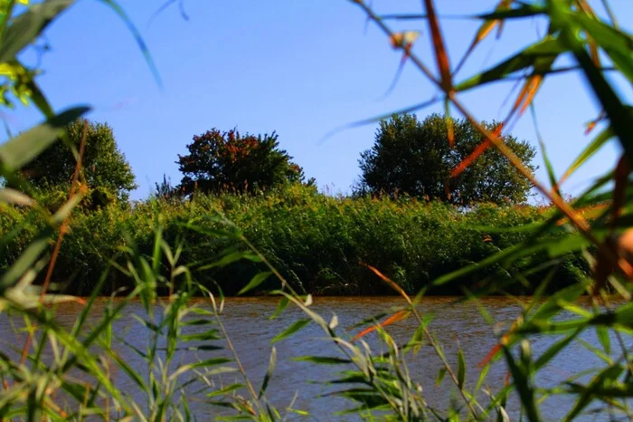 In the reeds - My, The photo, Nature, River, Reeds, Summer