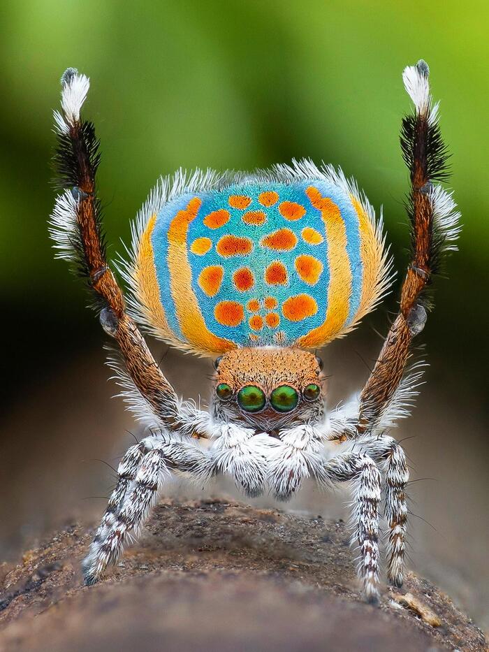 Nice ass, bro! #44 - My, Spider, Jumping spider, Peacock Spider