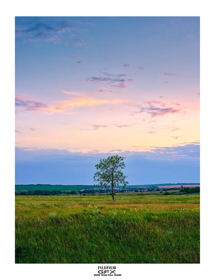 Stanitsa Archedinskaya - My, The photo, Nature, Summer, Landscape, Volgograd region, Evening, Tree, Field