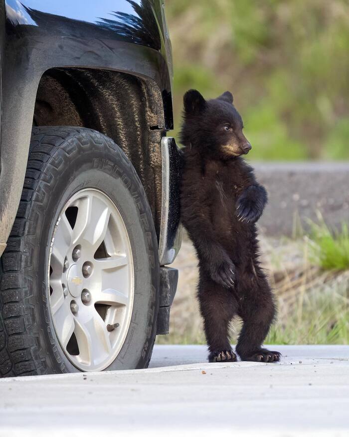 Well, I work as a bear, but cargo transportation is for the soul - The Bears, Teddy bears, Black Bear, Predatory animals, Wild animals, wildlife, National park, Yellowstone, North America, Truck, The photo