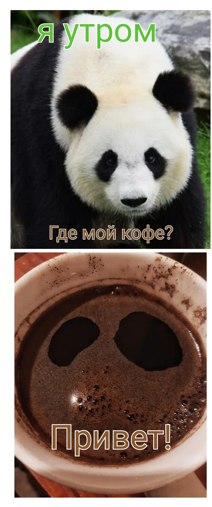 There is no such thing as too strong coffee! - My, Memes, Panda, Coffee, Morning, Longpost, Picture with text