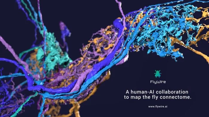 Scientists have completely digitized the brain of a fly and made it immortal! - Nauchpop, Research, Artificial Intelligence, Cyberpunk, Digitization of consciousness, Longpost