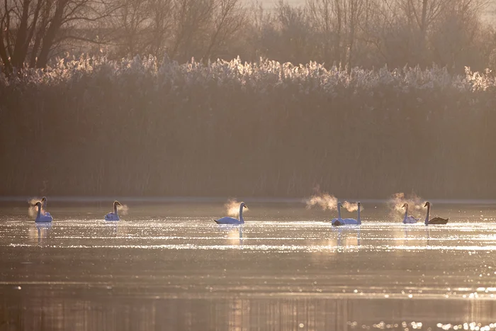 Breath - My, Swans, Breath, Photo hunting, Rostov region, The photo, Birds