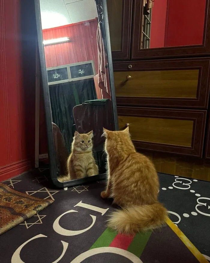 I saw who he is - cat, Kittens, Sadness, Mirror, Reflection, The photo