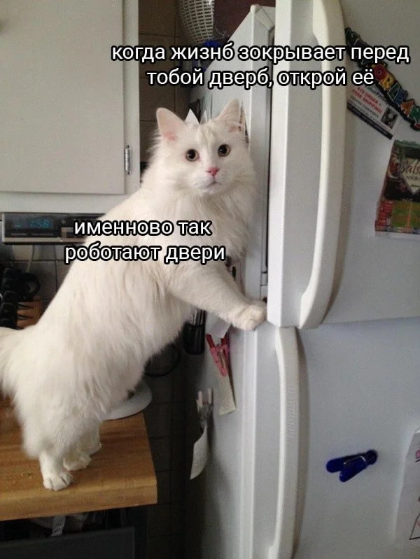 Vital - Picture with text, Memes, cat, Door, Vital