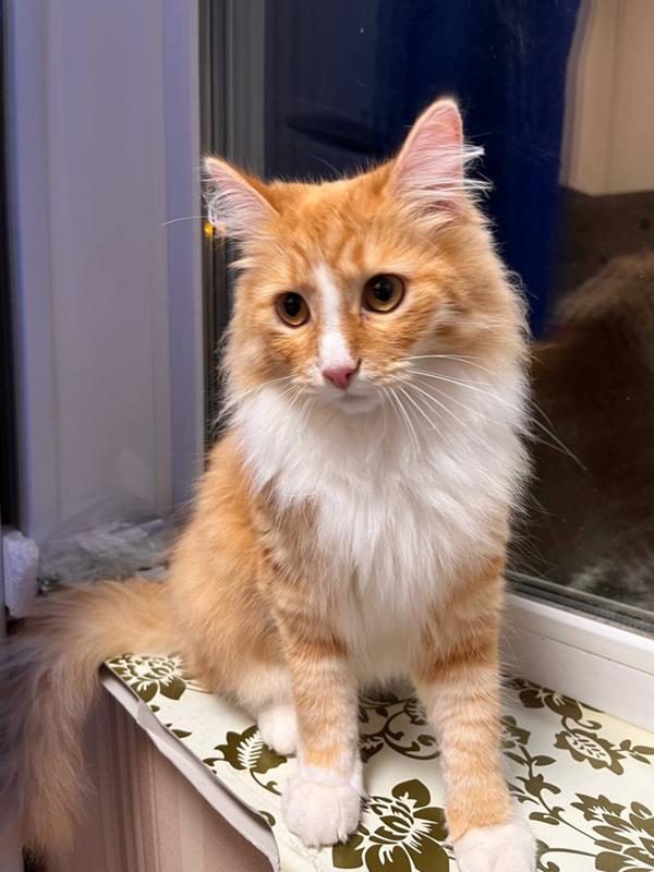 ����������� ��� � �����