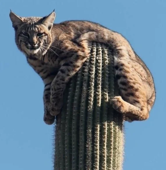 Saguaro - a cactus for relaxation - My, Plants, Lynx, Cactus, Succulents, The Wilds of Botany, Longpost