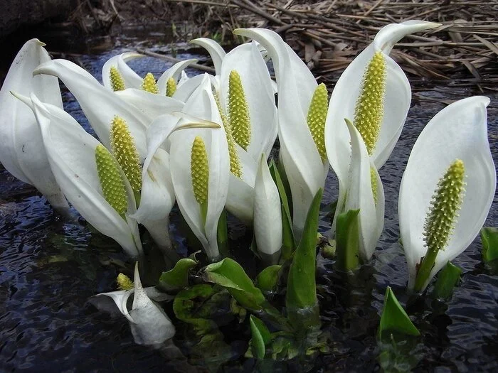 Lysichiton kamchatkanensis - My, Plants, Bloom, Kunashir, Swamp, Botany, Entertaining botany, Botanical Museum, The Wilds of Botany, Longpost, Lysichiton Kamchatka, Swamp plants