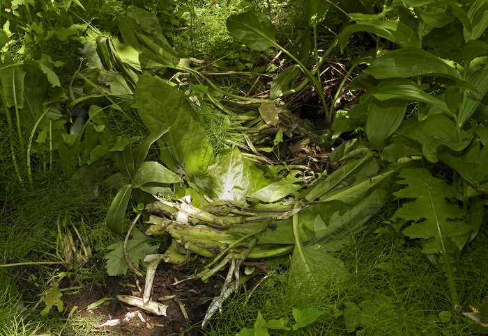 Ночная лежка бурого медведя в листьях лизихитона. Видны выкопанные и поеденные им корневища растения.  Курилы, Кунашир, фото Л. Головневой.