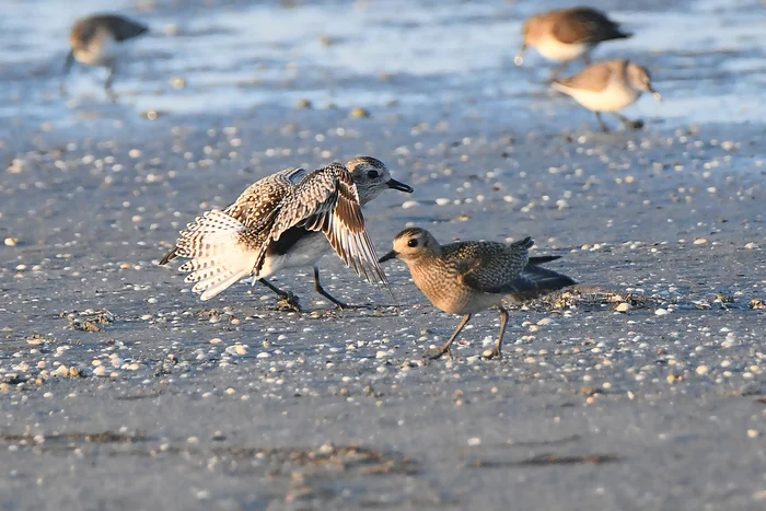 Fighting games - My, Golden plover, Ornithology, Longpost