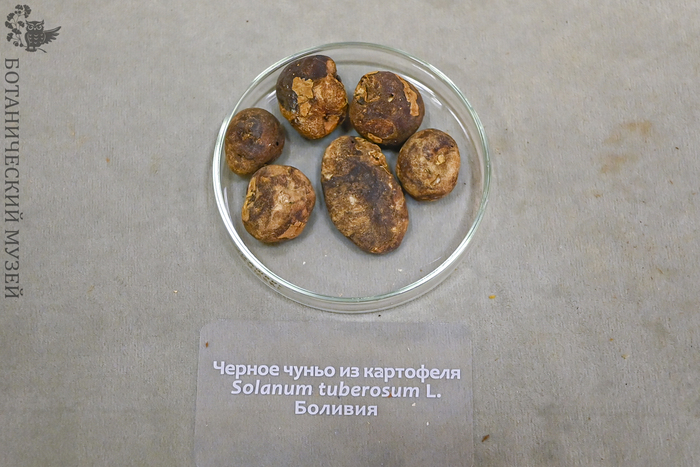 Чуньо черное. Из сборов С.В. Юзепчука. Коллекция Ботанического музея БИН РАН.