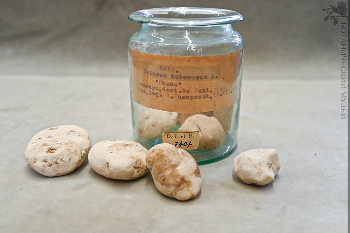 Чуньо белое. Из сборов С.В. Юзепчука. Коллекция Ботанического музея БИН РАН.