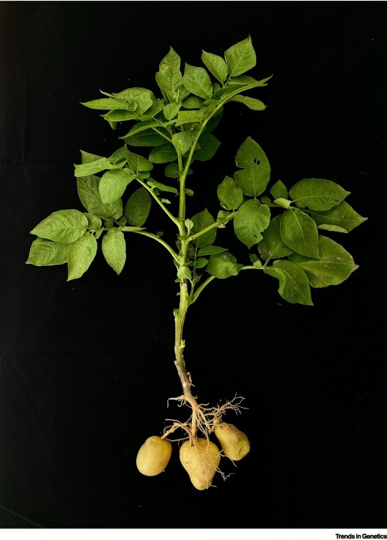 Картофель (Solanum tuberosum). Фото с сайта <!--noindex--><a href="https://pikabu.ru/story/kartofel_12054010?u=http%3A%2F%2Fcell.com&t=cell.com&h=149955bb11bff77203c94fc05995bf1822bd2c2d" title="http://cell.com" target="_blank" rel="nofollow noopener">cell.com</a><!--/noindex-->