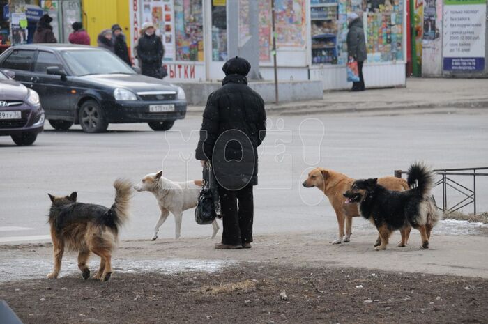 Кинолог и этолог Людмила Чебыкина объясняет: стать жертвой бродячей собачьей стаи в первую очередь рискуют люди, которые их боятся – дети и женщины с детьми, пожилые.