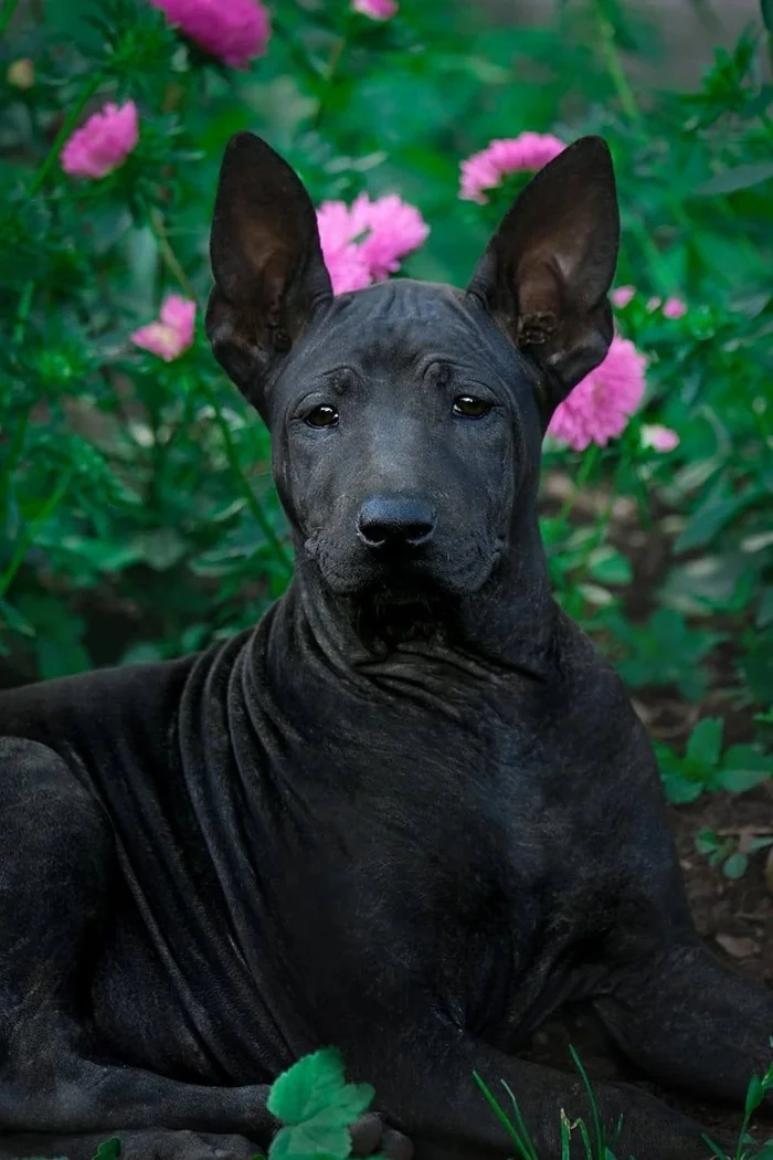 Thai Ridgeback puppy looking for a home - My, Dog, In good hands, Thai Ridgeback, Longpost, Puppies