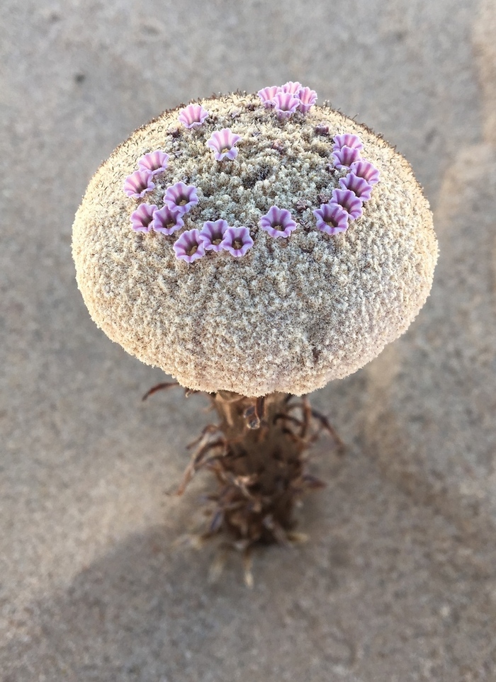 Цветущая фолизма сонорская. Фото CrimePaysButBotanyDoesnt.