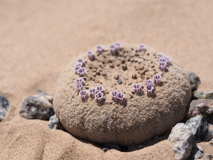 Цветущая фолизма сонорская. Фото Peri Lee Pipkin.
