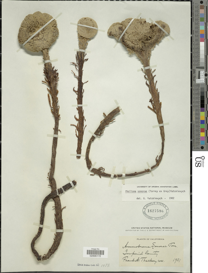 Гербарий фолизмы сонорской, собранный в Калифорнии в 1931 году, который хранится в  Consortium of California Herbaria.  Фото с сайта <!--noindex--><a href="https://pikabu.ru/story/folizma_sonorskaya_12057500?u=http%3A%2F%2Fcch2.org&t=cch2.org&h=0333ad24343ec957abe57ca317c0e0f996b2a101" title="http://cch2.org" target="_blank" rel="nofollow noopener">cch2.org</a><!--/noindex-->