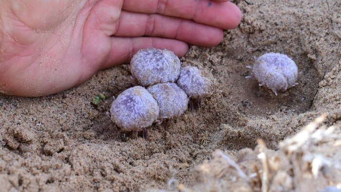 Верхние части стеблей фолизмы сонорской. Фото с сайта <!--noindex--><a href="https://pikabu.ru/story/folizma_sonorskaya_12057500?u=http%3A%2F%2Finaturalist.org&t=inaturalist.org&h=36da29dc9fa38f53878b53b1ea8a2c5941d0e9cc" title="http://inaturalist.org" target="_blank" rel="nofollow noopener">inaturalist.org</a><!--/noindex-->